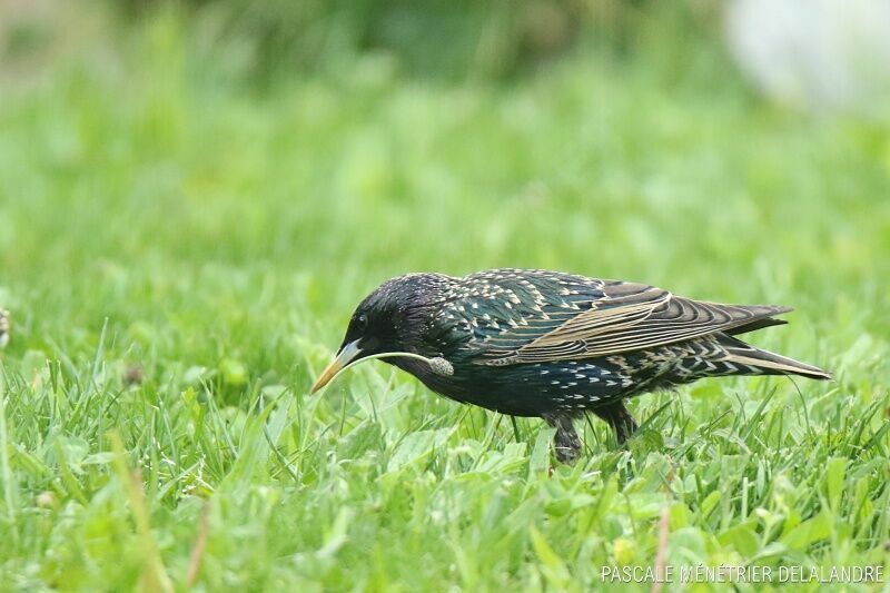 Common Starling