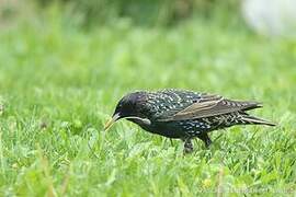 Common Starling