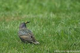 Common Starling