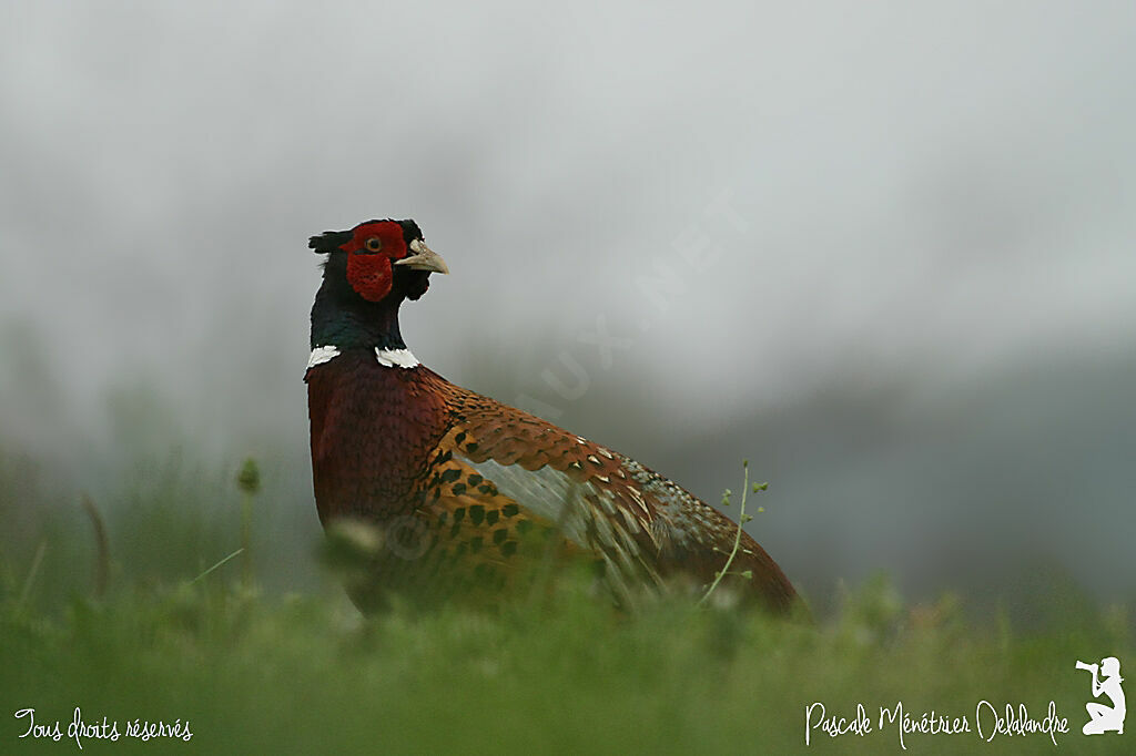 Common Pheasant