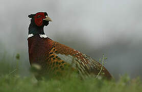 Common Pheasant