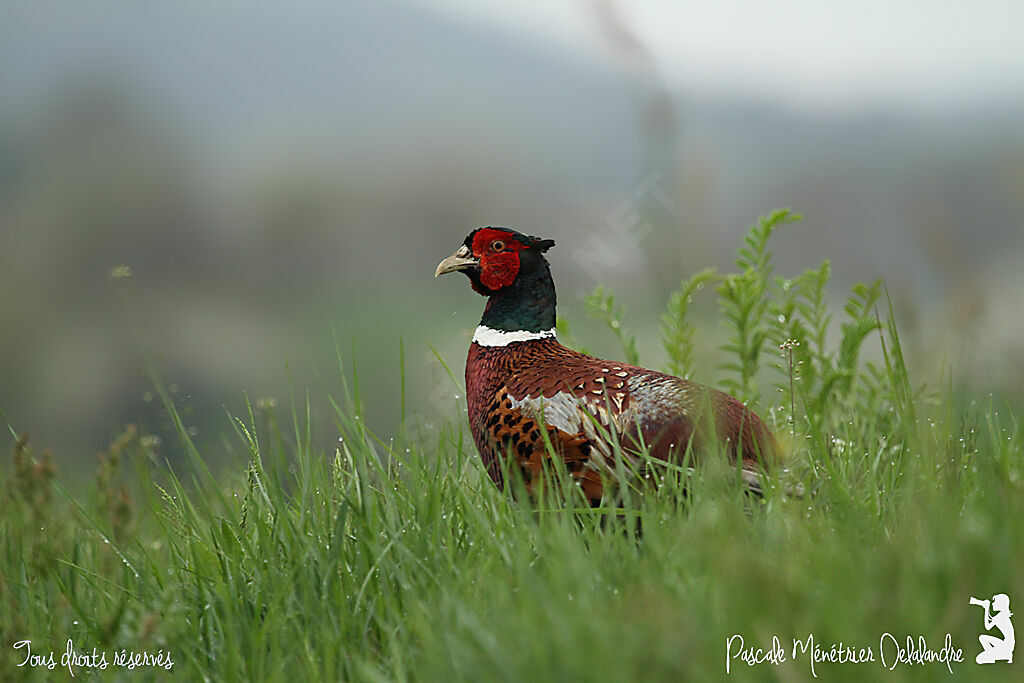 Common Pheasant