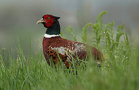 Common Pheasant