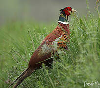 Common Pheasant