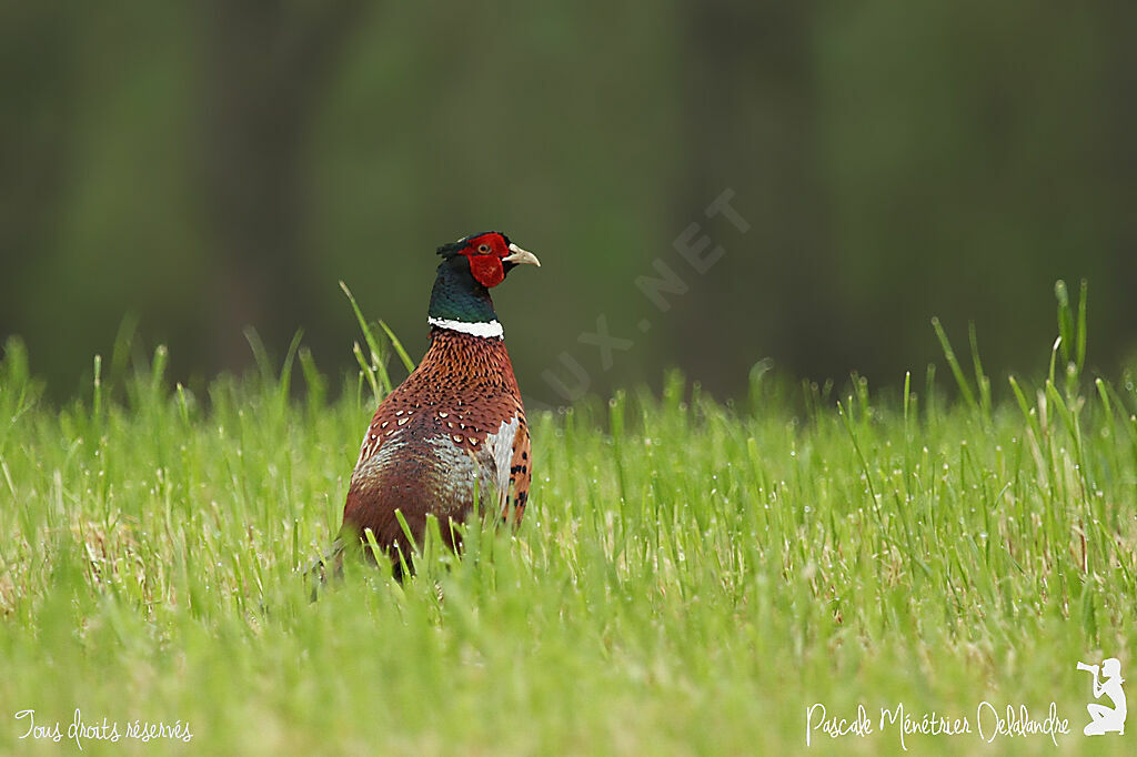 Common Pheasant