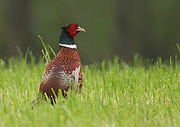 Common Pheasant