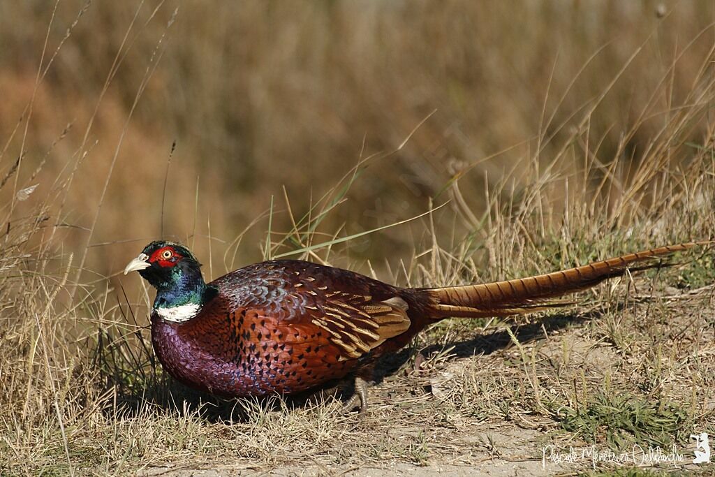 Common Pheasant