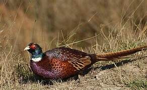 Common Pheasant