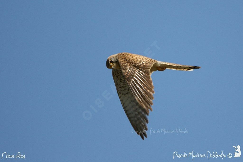 Common Kestrel