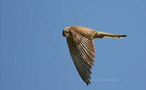 Common Kestrel