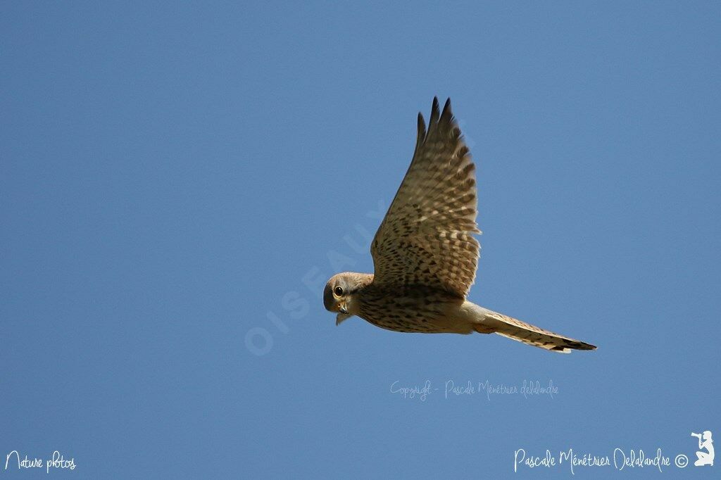 Common Kestrel