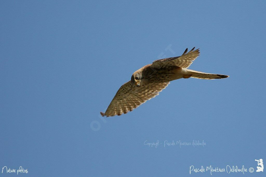 Common Kestrel