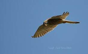 Common Kestrel