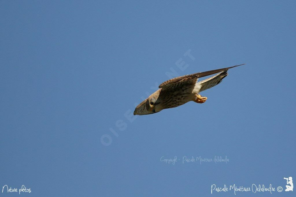 Common Kestrel