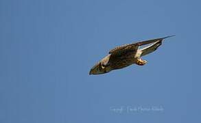 Common Kestrel