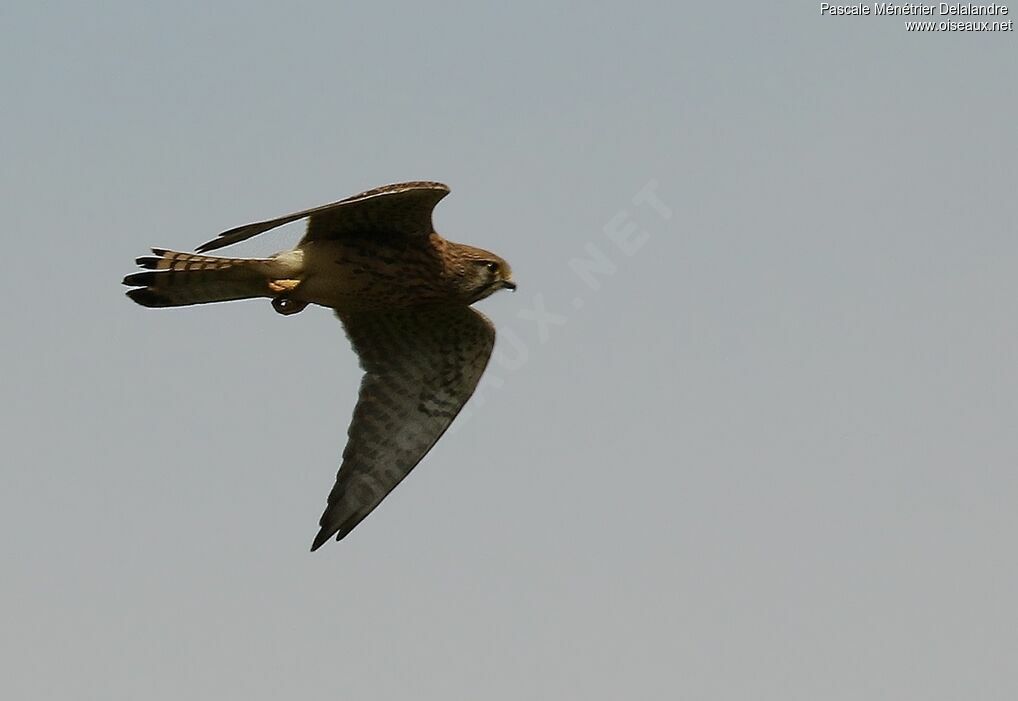 Common Kestrel female adult breeding