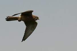 Common Kestrel