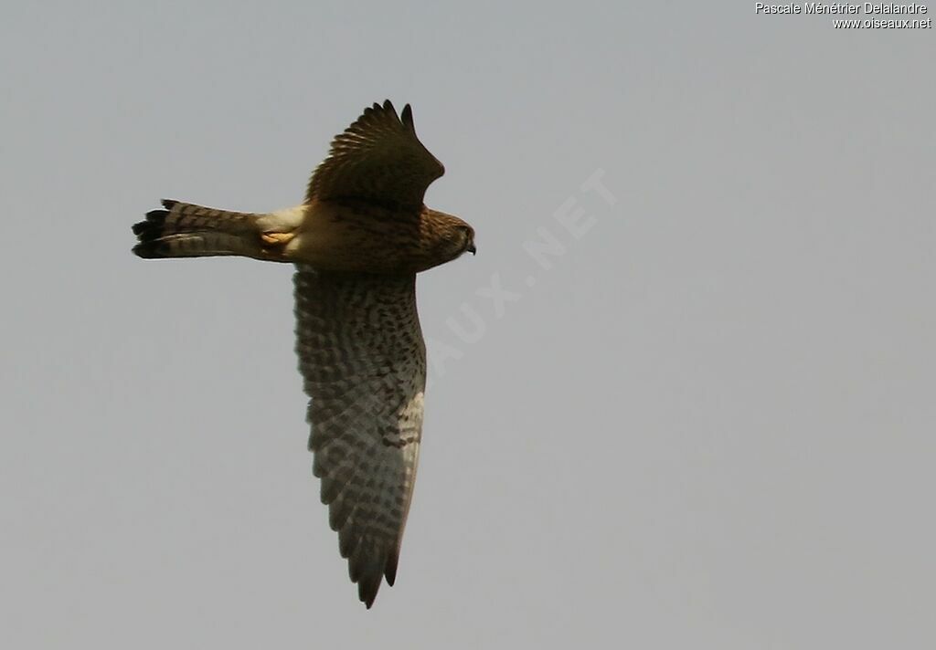 Common Kestrel female adult breeding