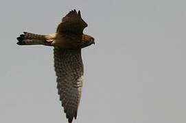 Common Kestrel