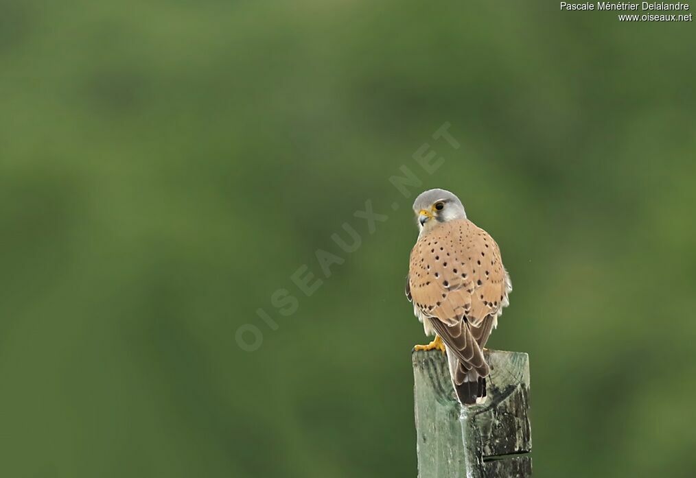 Common Kestrel male adult breeding