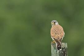 Common Kestrel