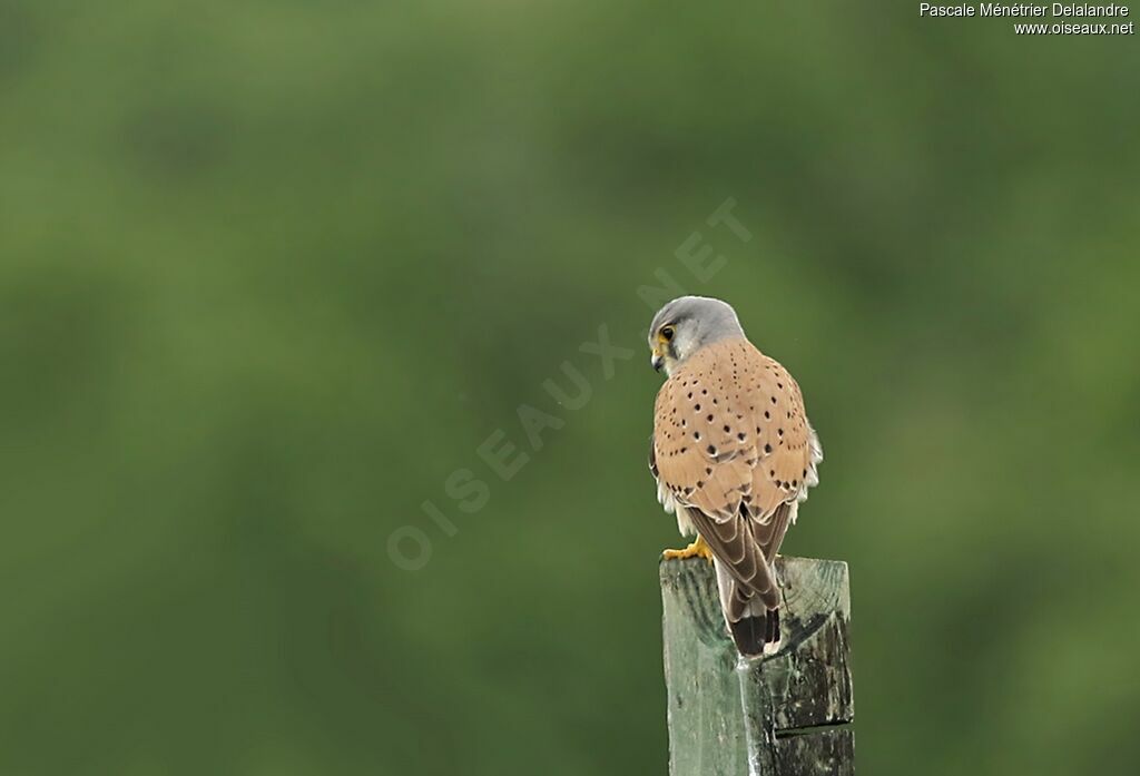 Common Kestrel male adult breeding