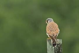 Common Kestrel