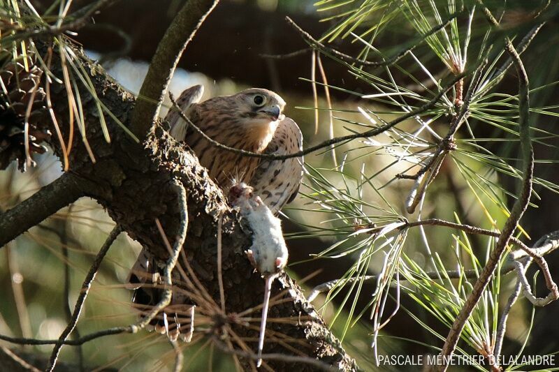 Common Kestrel