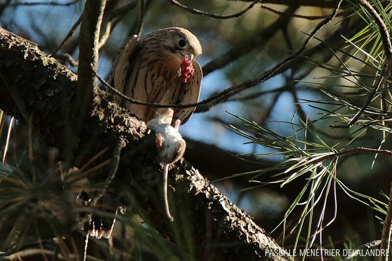 Common Kestrel