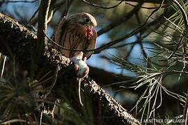 Common Kestrel