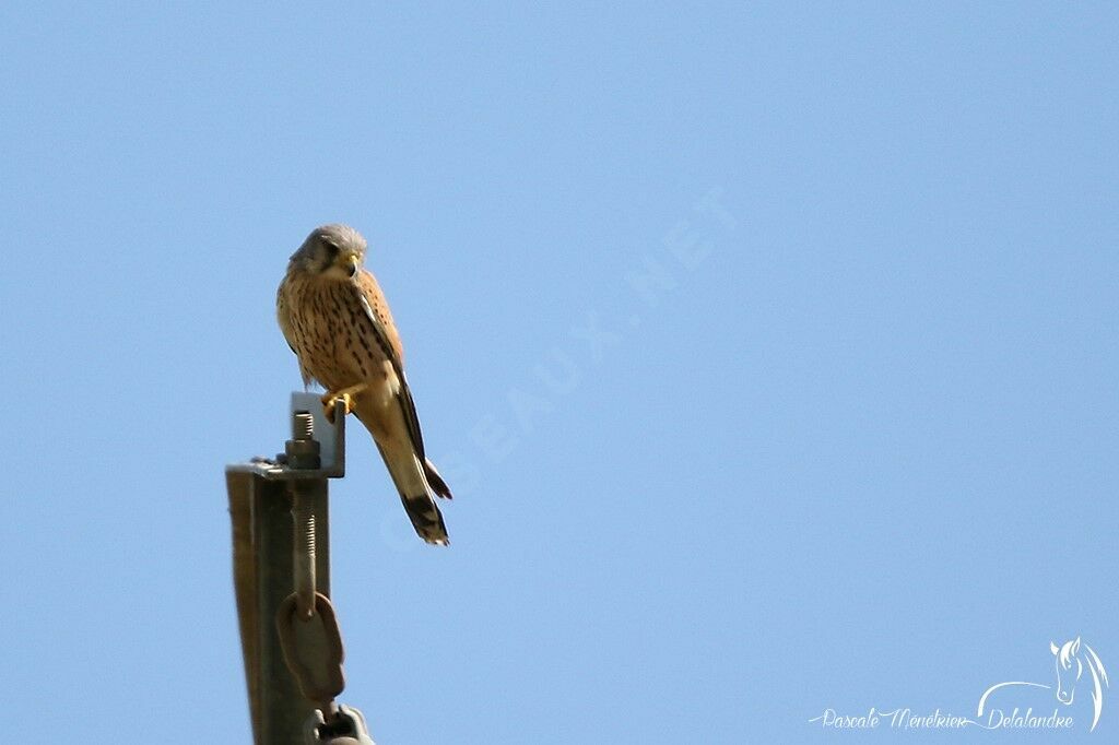 Common Kestrel