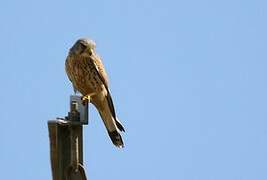 Common Kestrel