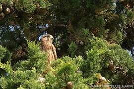 Common Kestrel