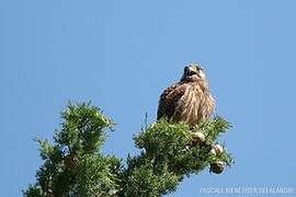 Common Kestrel