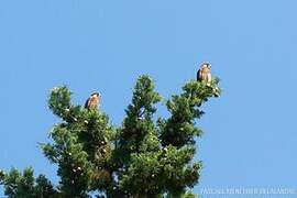 Common Kestrel