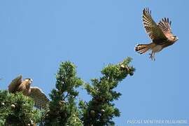 Common Kestrel