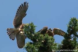 Common Kestrel