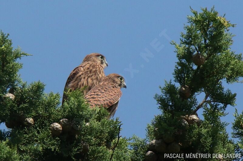 Common Kestreljuvenile