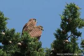 Common Kestrel