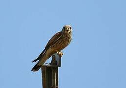 Common Kestrel