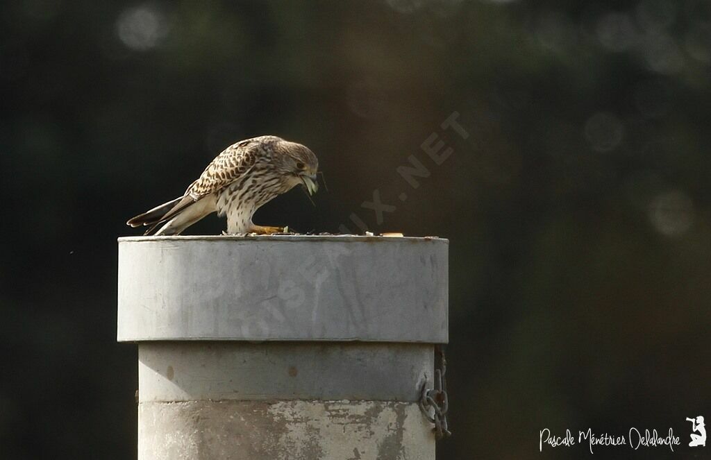 Common Kestrel