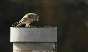 Common Kestrel