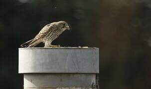 Common Kestrel