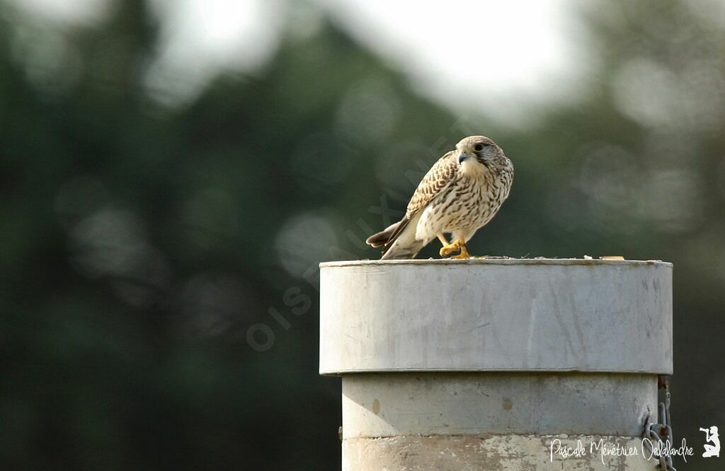 Common Kestrel