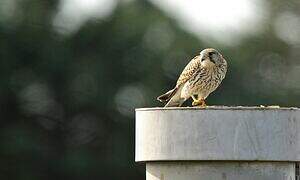 Common Kestrel