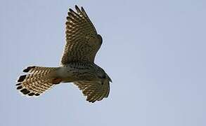 Common Kestrel