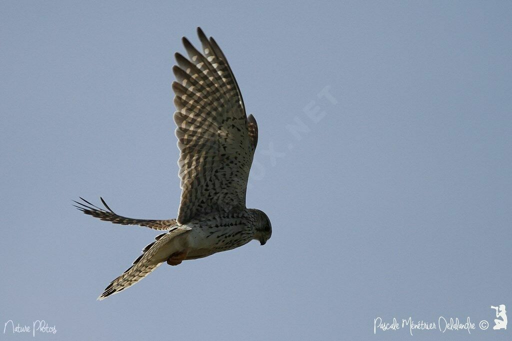 Common Kestrel