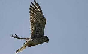 Common Kestrel