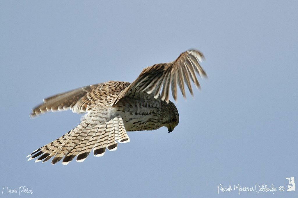 Common Kestrel