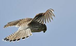 Common Kestrel